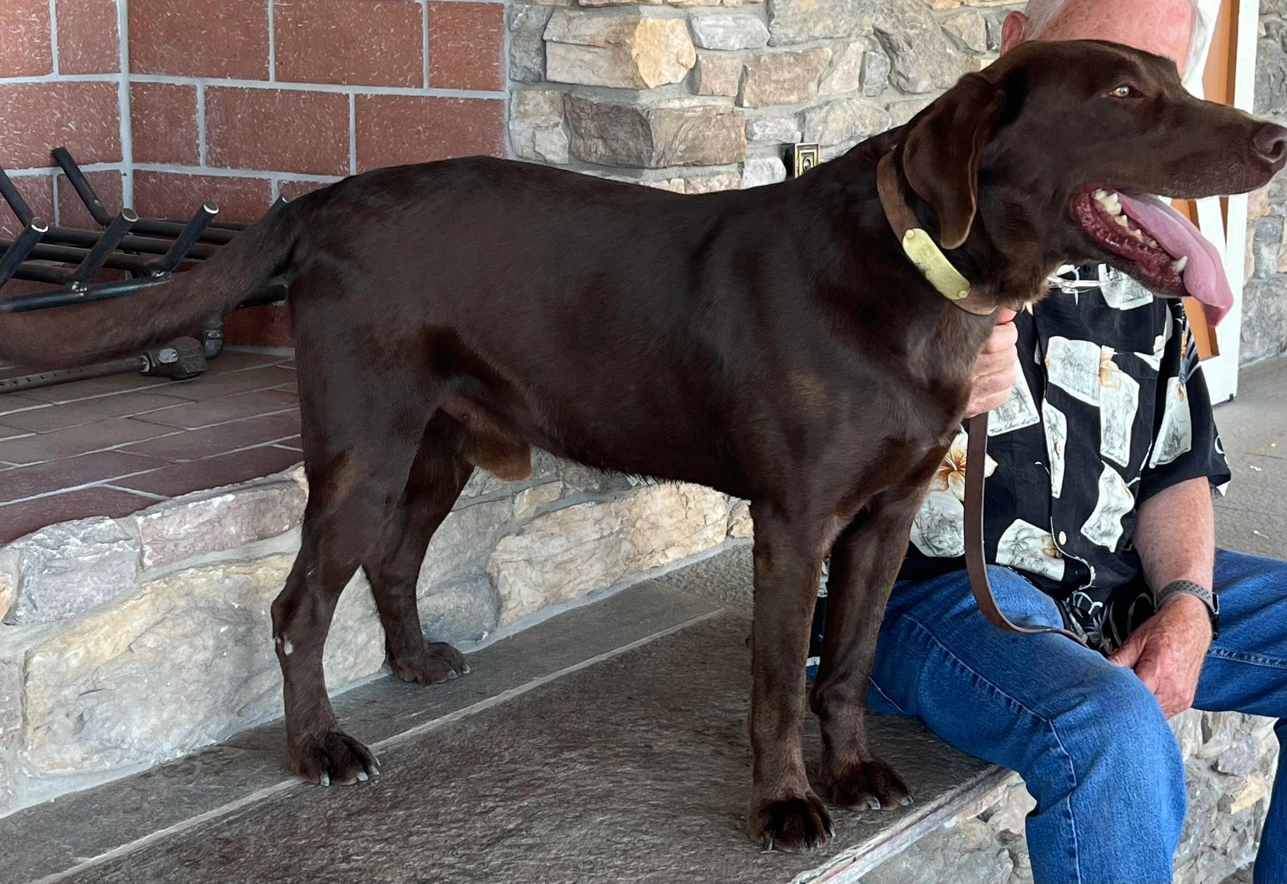 Sire: Kiff's Blu — dark chocolate Labrador Retriever standing on stone patio