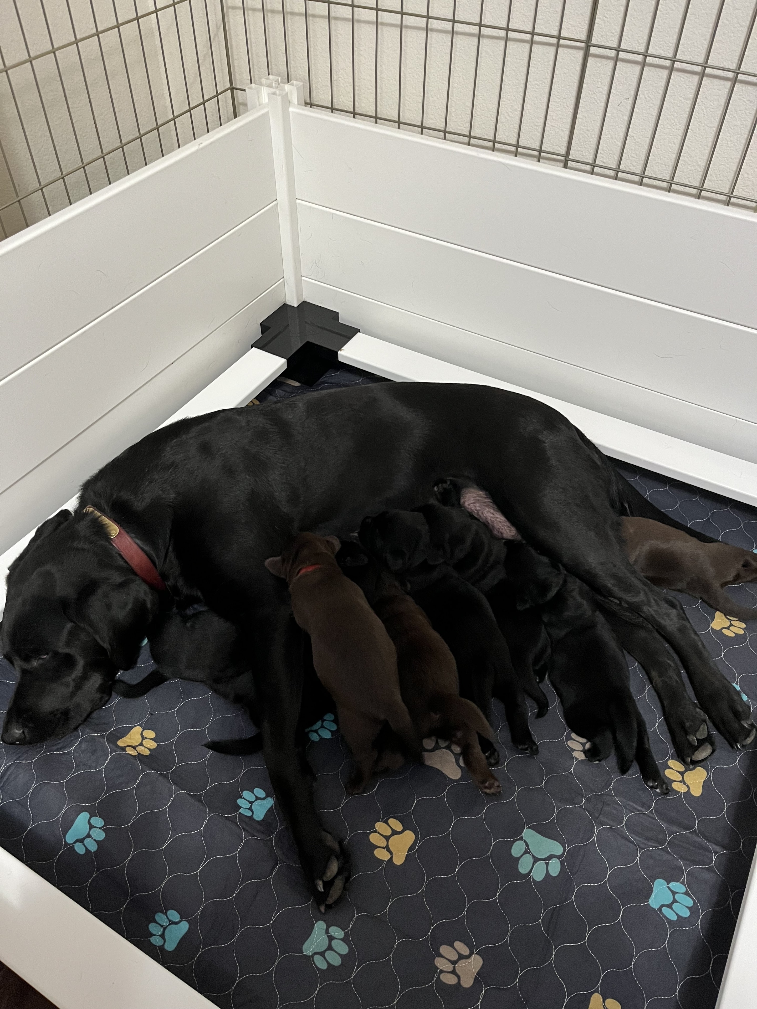 1 week old Labrador puppies