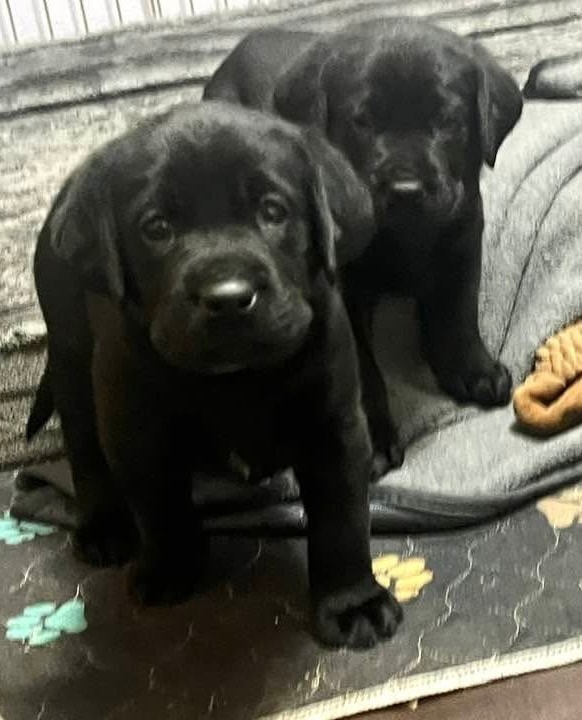 Labrador puppies
