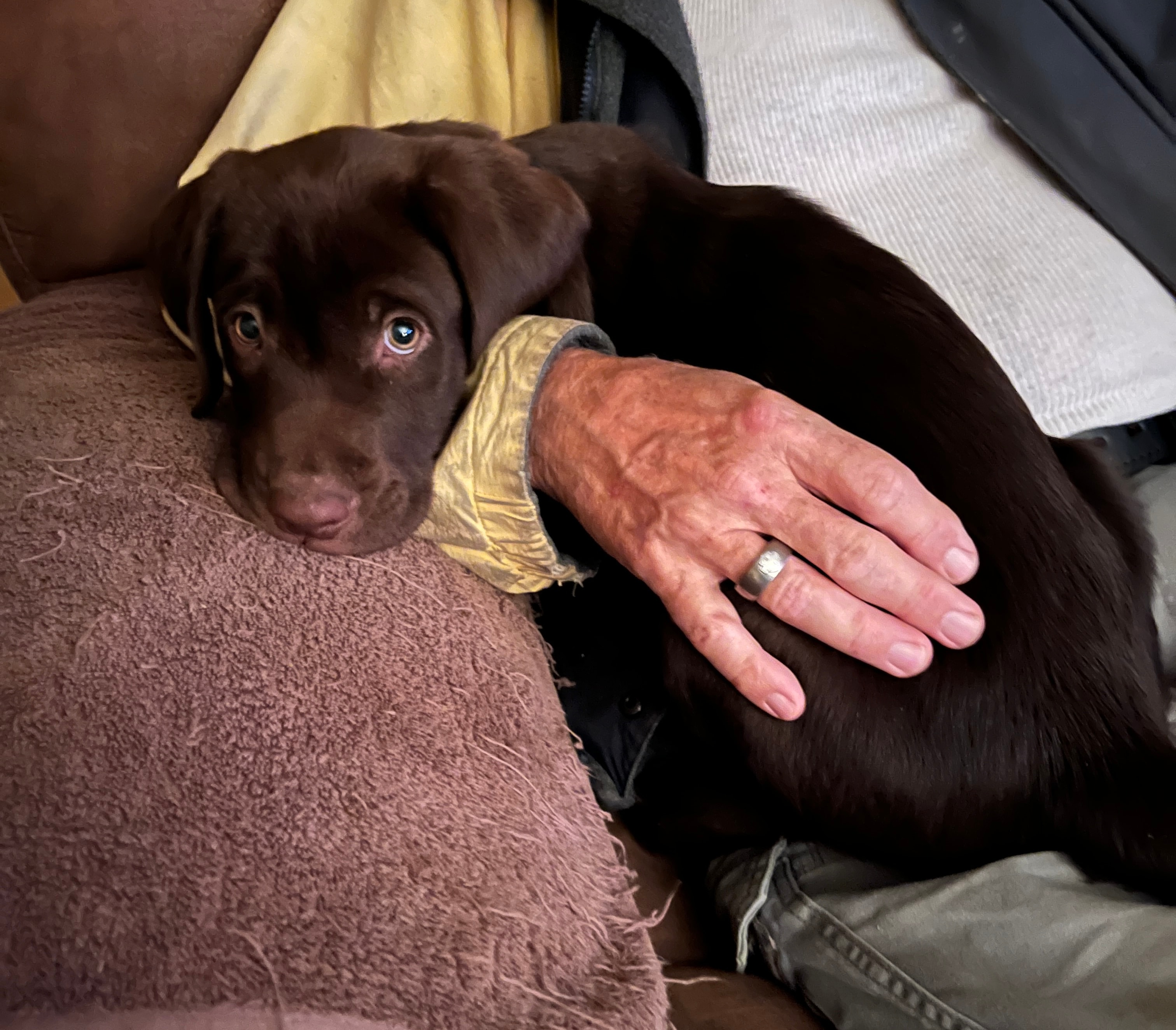Blue Collar Male Labrador puppy
