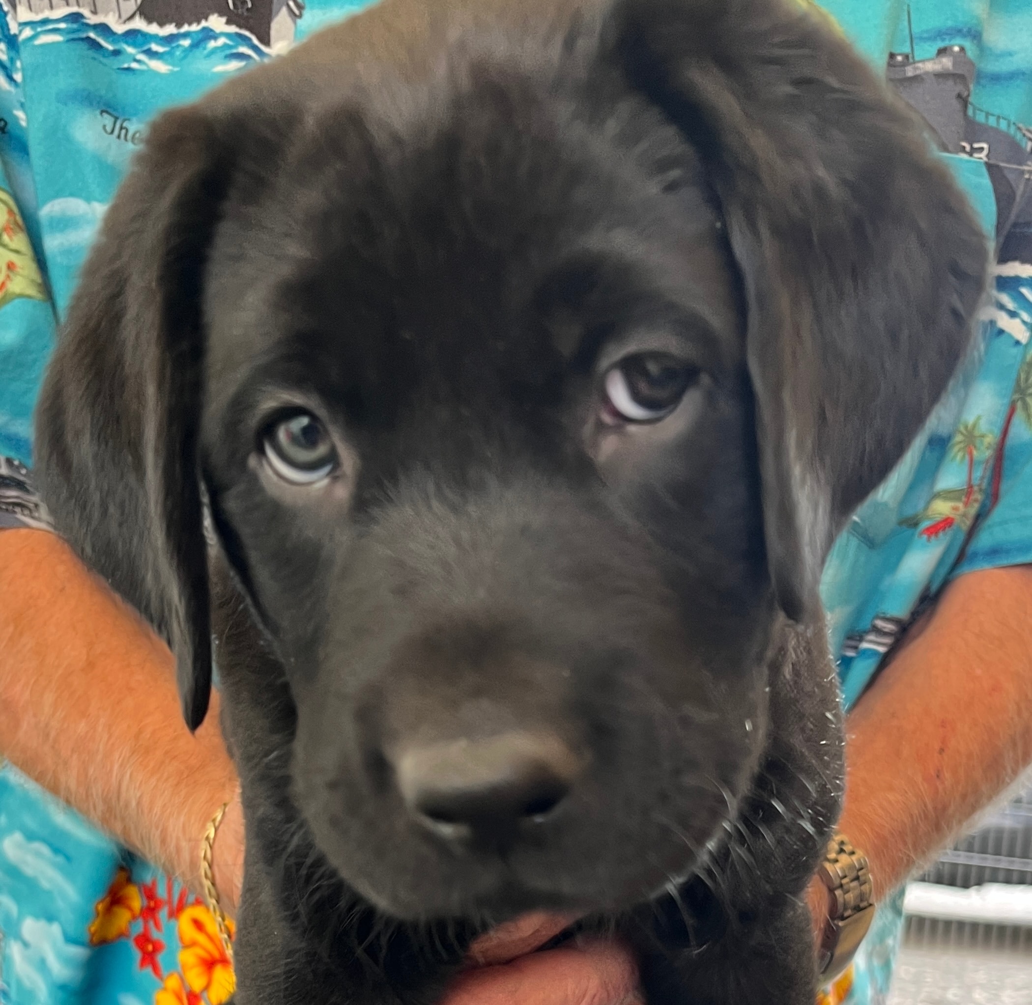Labrador puppy