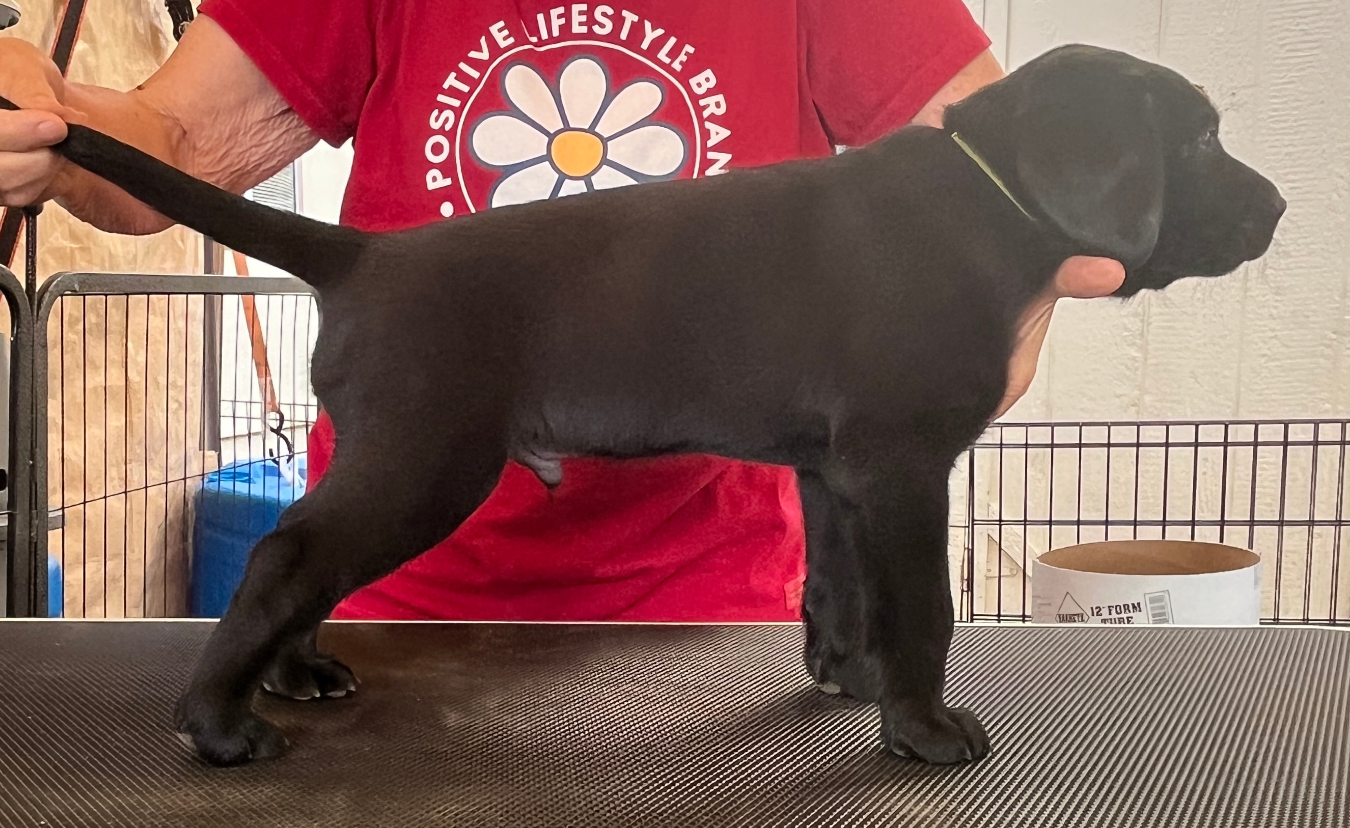 Labrador puppy