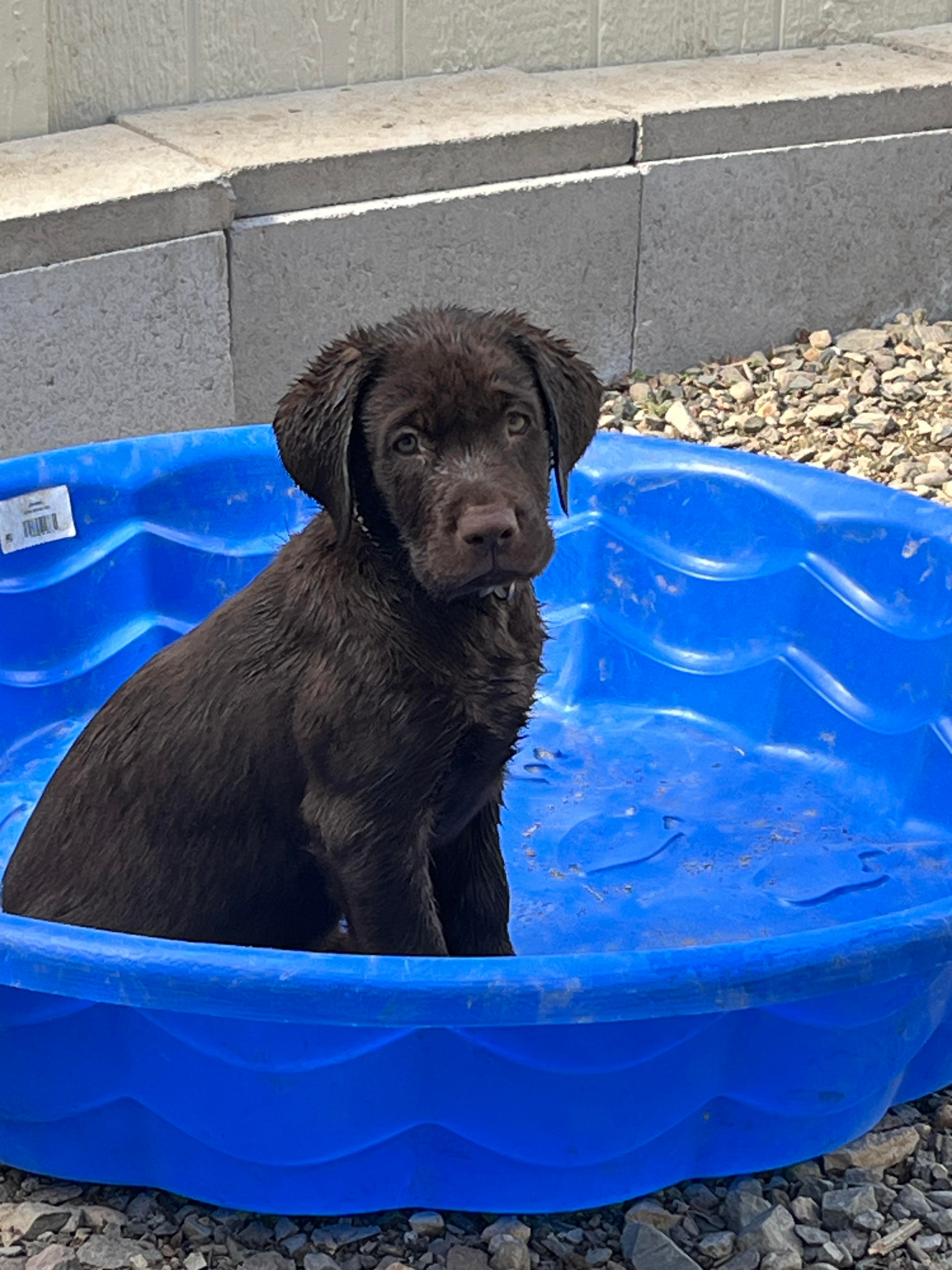 Gray Collar Male Labrador puppy 8 weeks