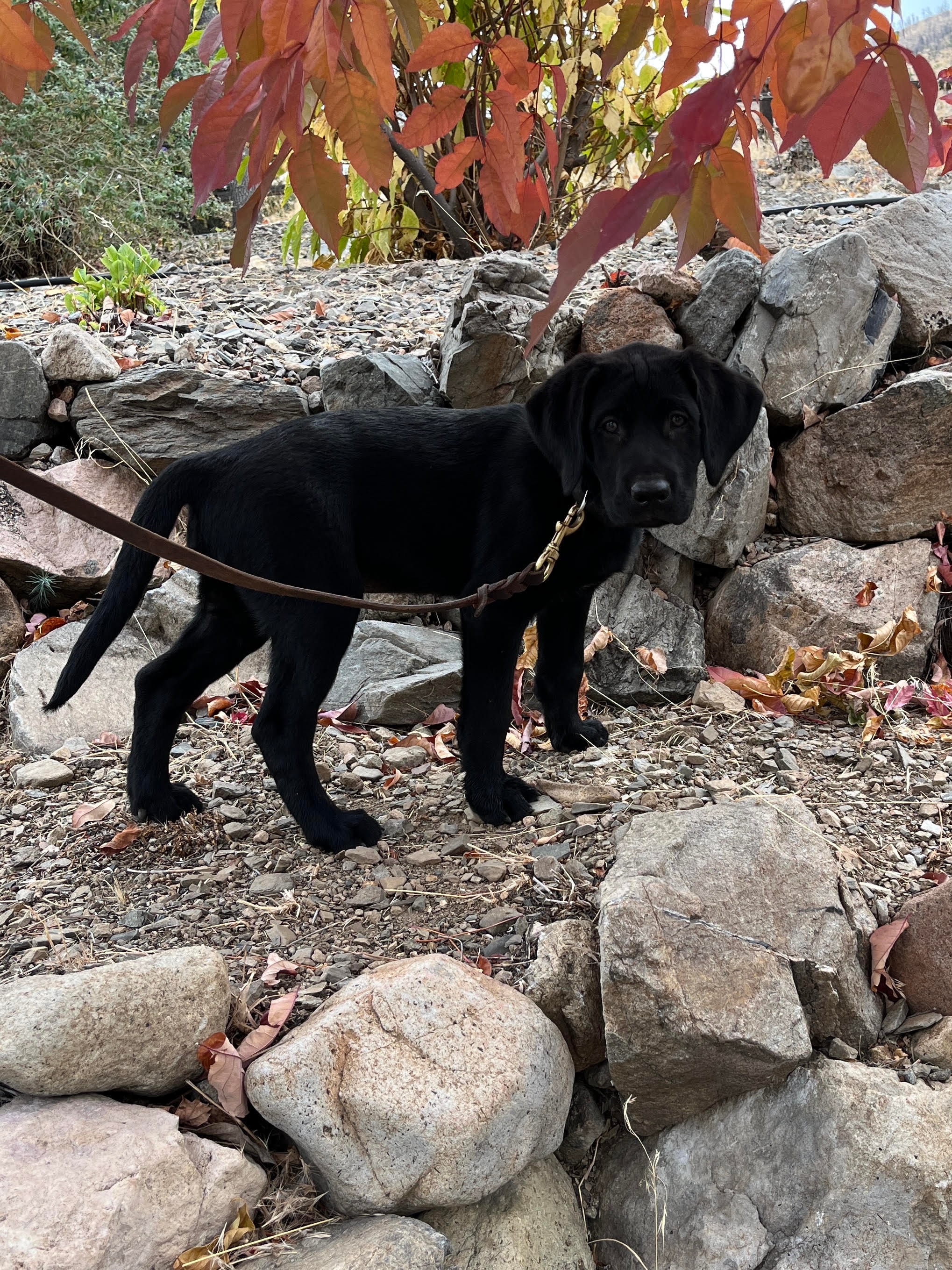 Jack - Black Male Available
