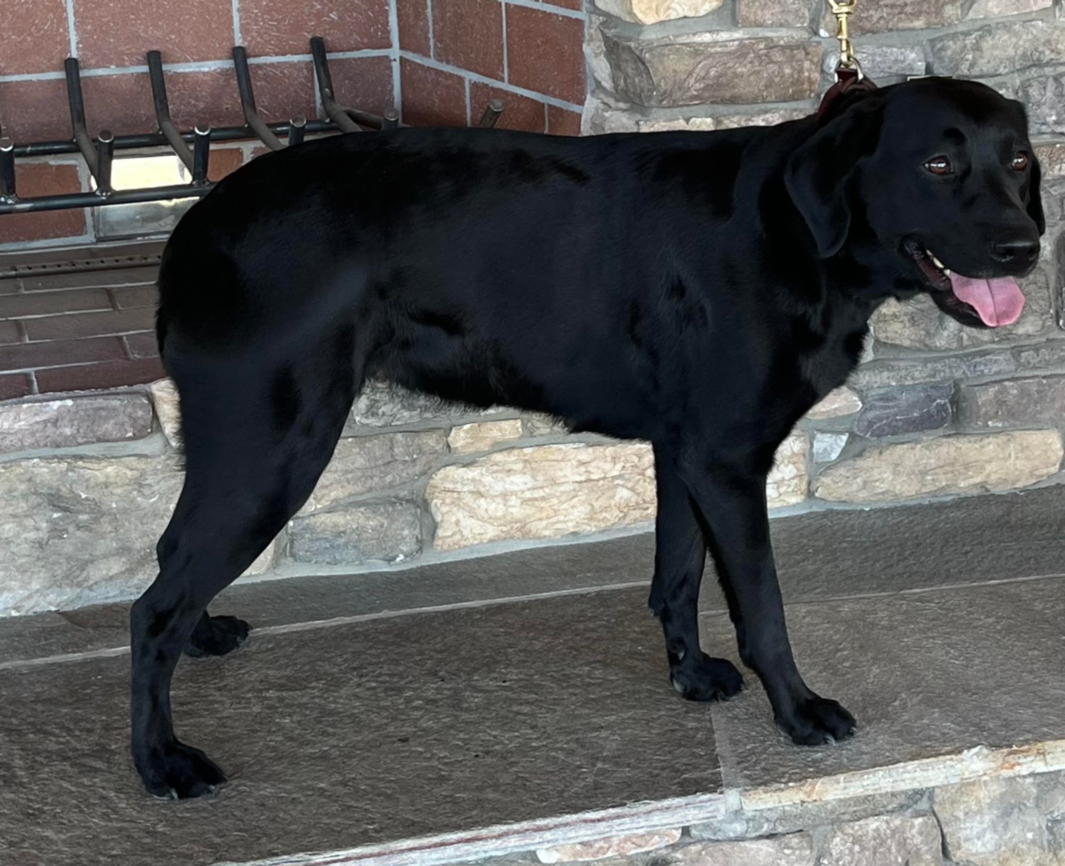 Rena-Mae, Dam Labrador Retriever