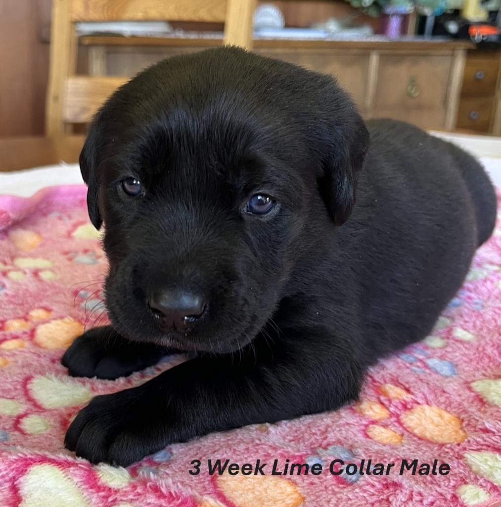 3 Week Lime Collar Male Labrador puppy