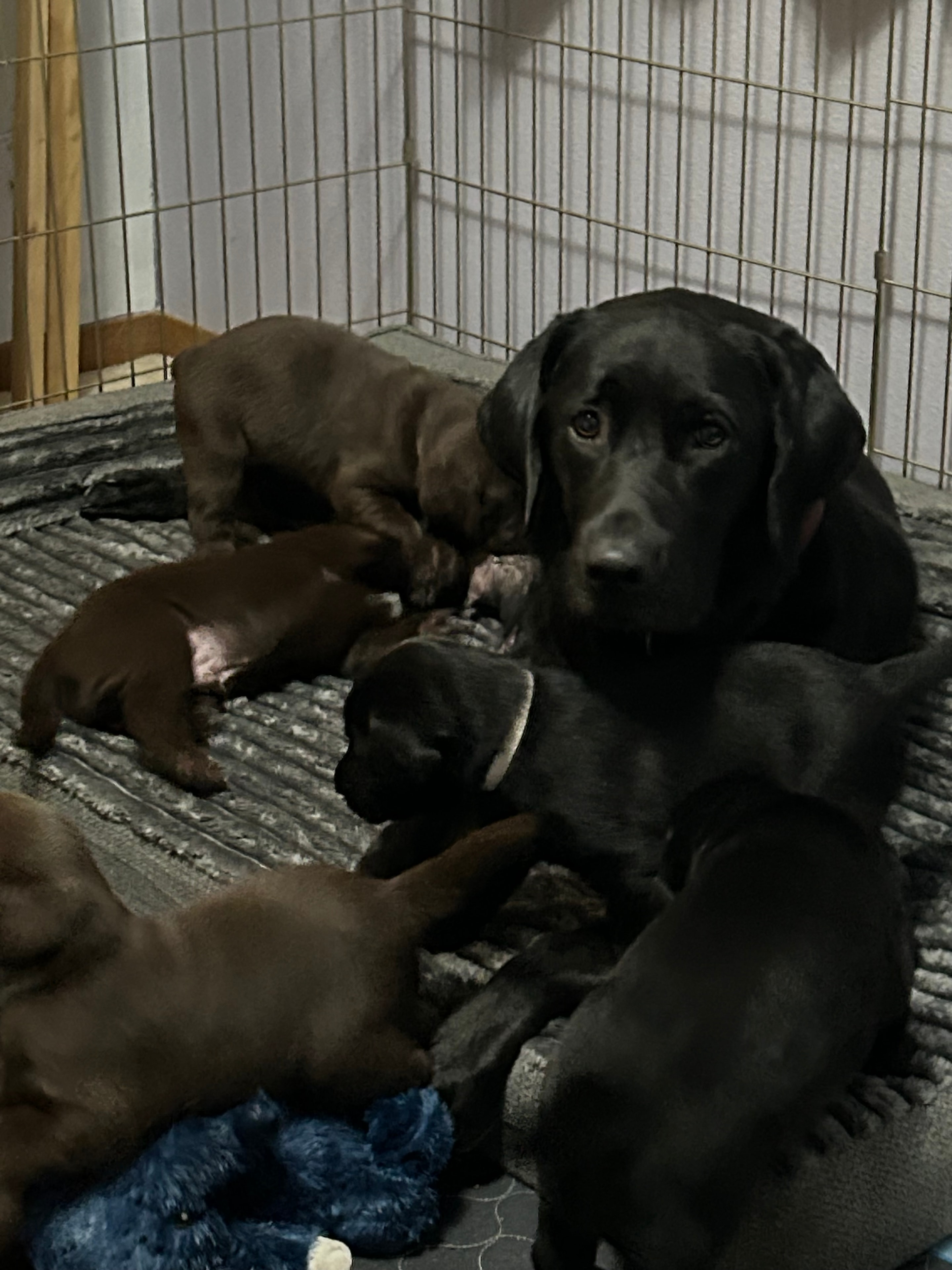 4 week old Labrador puppies with mom