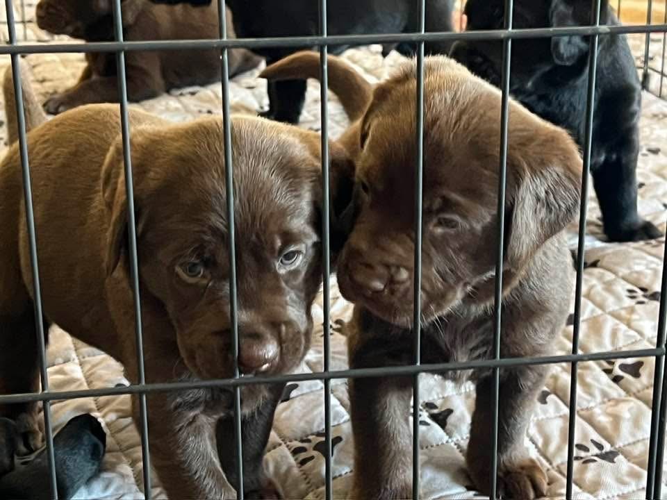 Labrador puppies